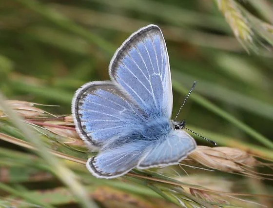 Butterflies — Foxtail Farm